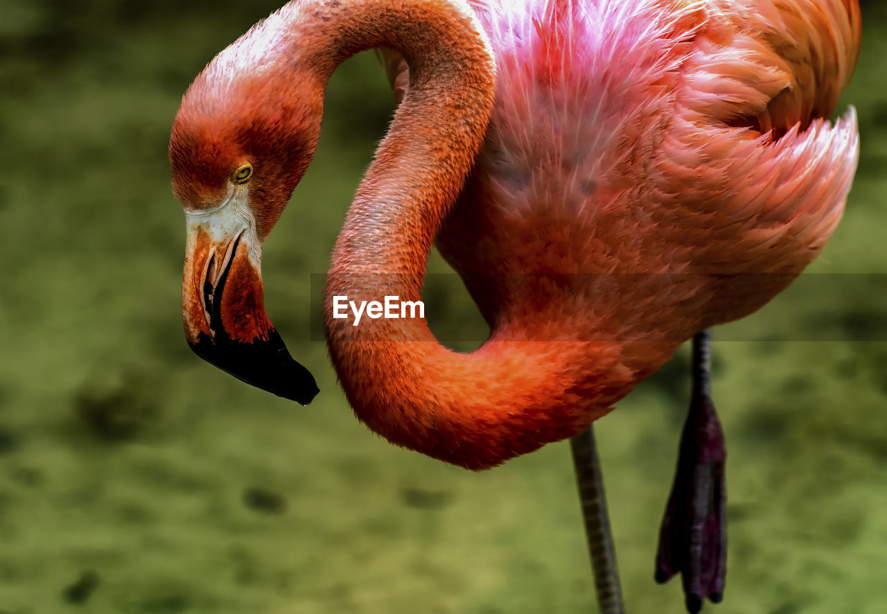 animal themes, flamingo, animal, bird, beak, animal wildlife, one animal, water bird, wildlife, close-up, animal body part, no people, nature, focus on foreground, animal neck, water, pink, day, outdoors