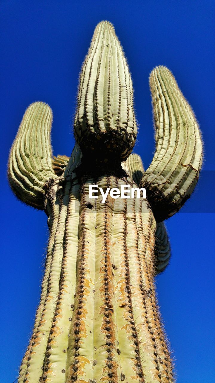 Low angle view of saguaro cactus against clear blue sky