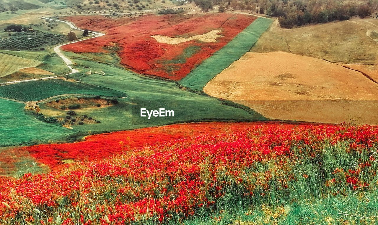 VIEW OF RED FLOWERS IN THE FIELD