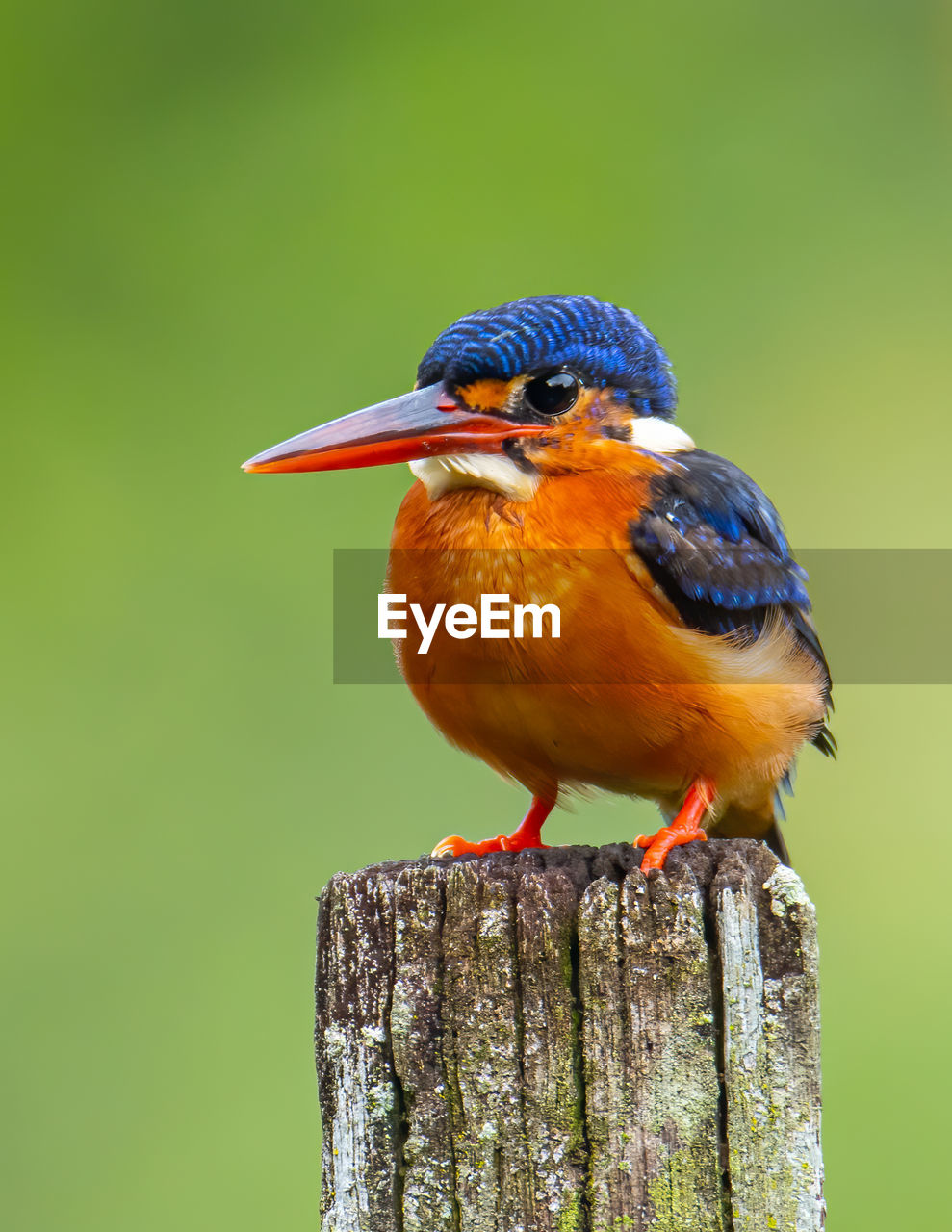 Beautiful blue-eared kingfisher bird alcedo meninting sitting on branch