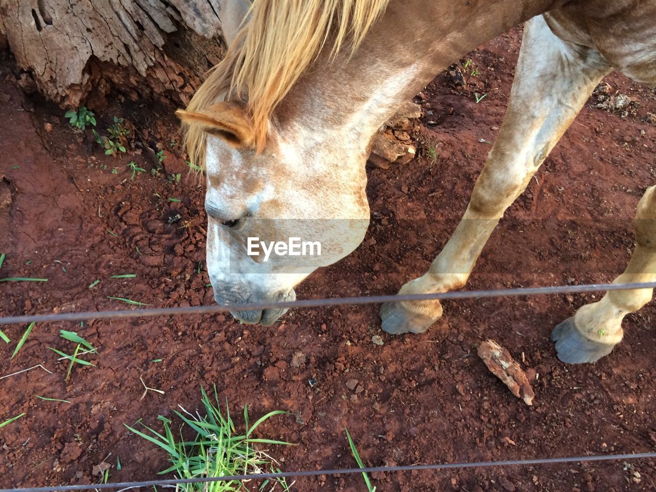 Brown horse at farm
