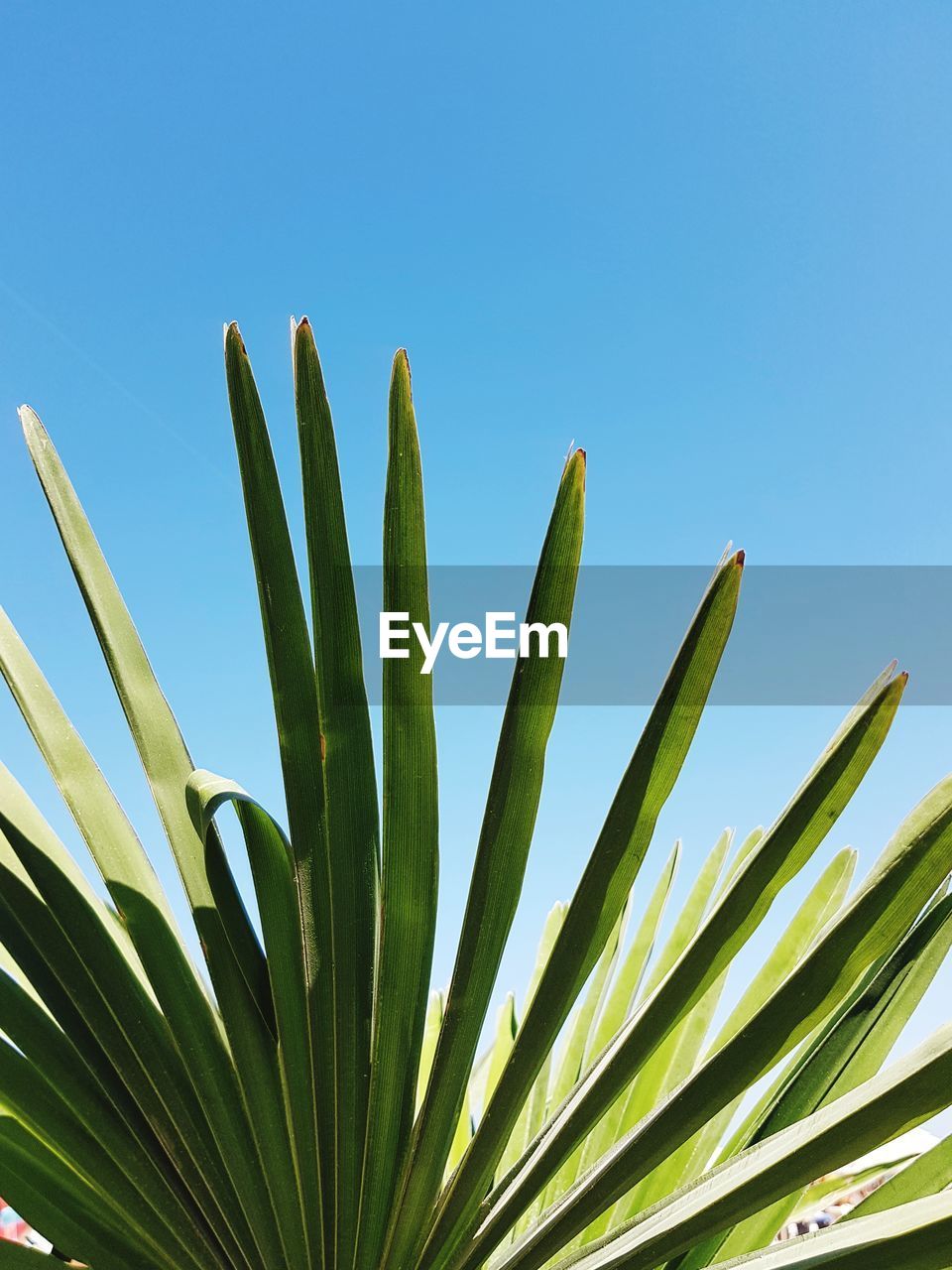 Palm leaf against clear blue sky