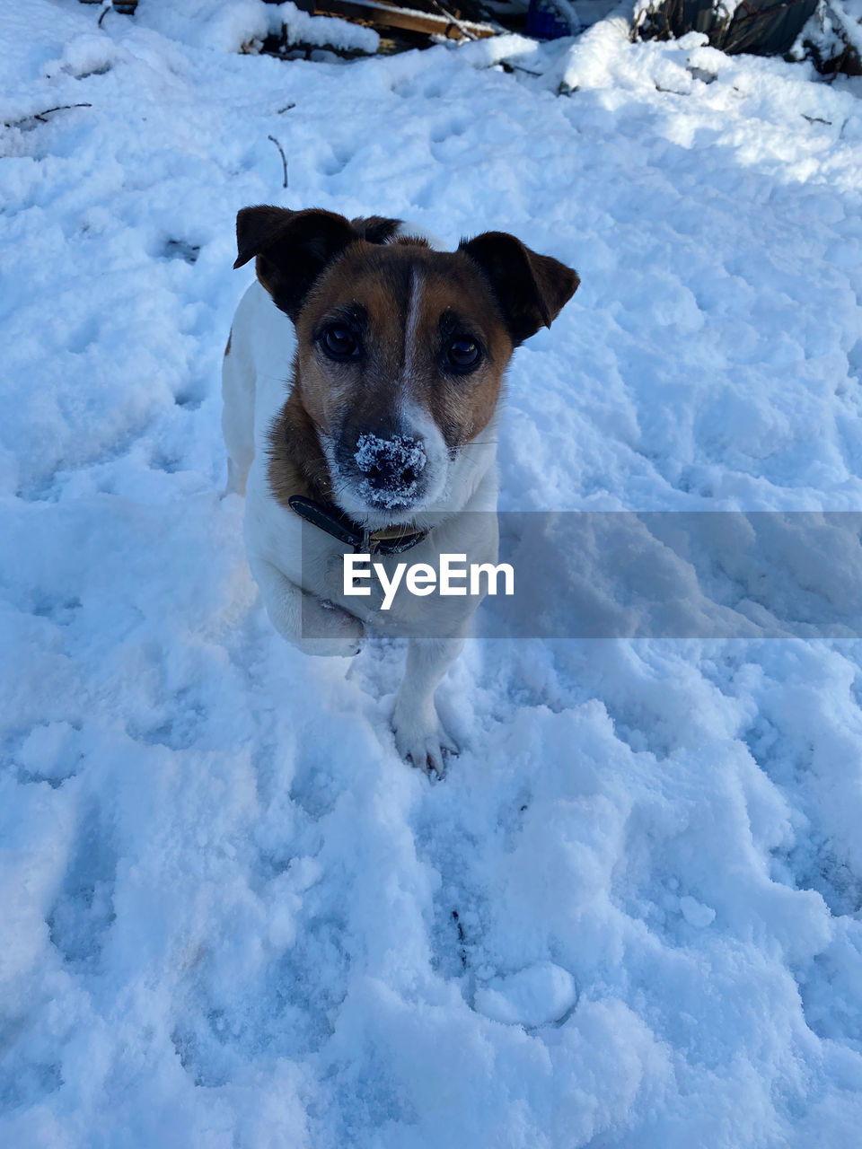 PORTRAIT OF DOG ON SNOWY FIELD