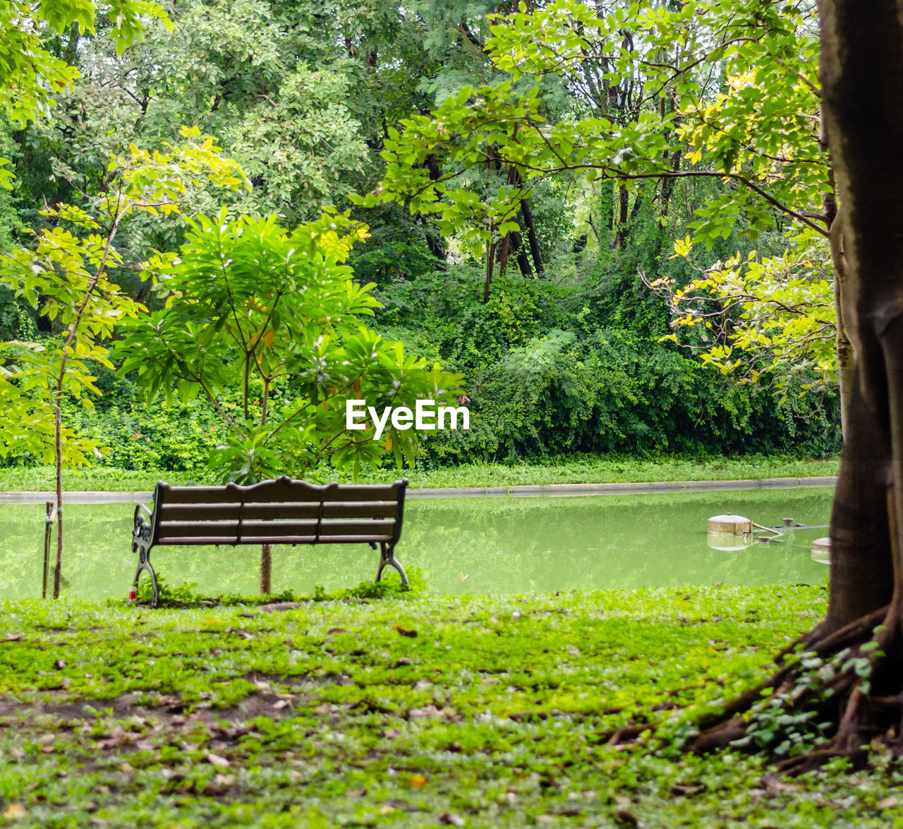 EMPTY BENCH IN FOREST