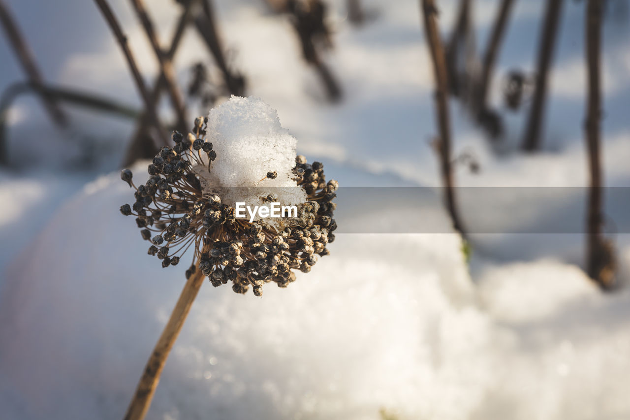 CLOSE-UP OF SNOW ON WHITE FLOWERING PLANT