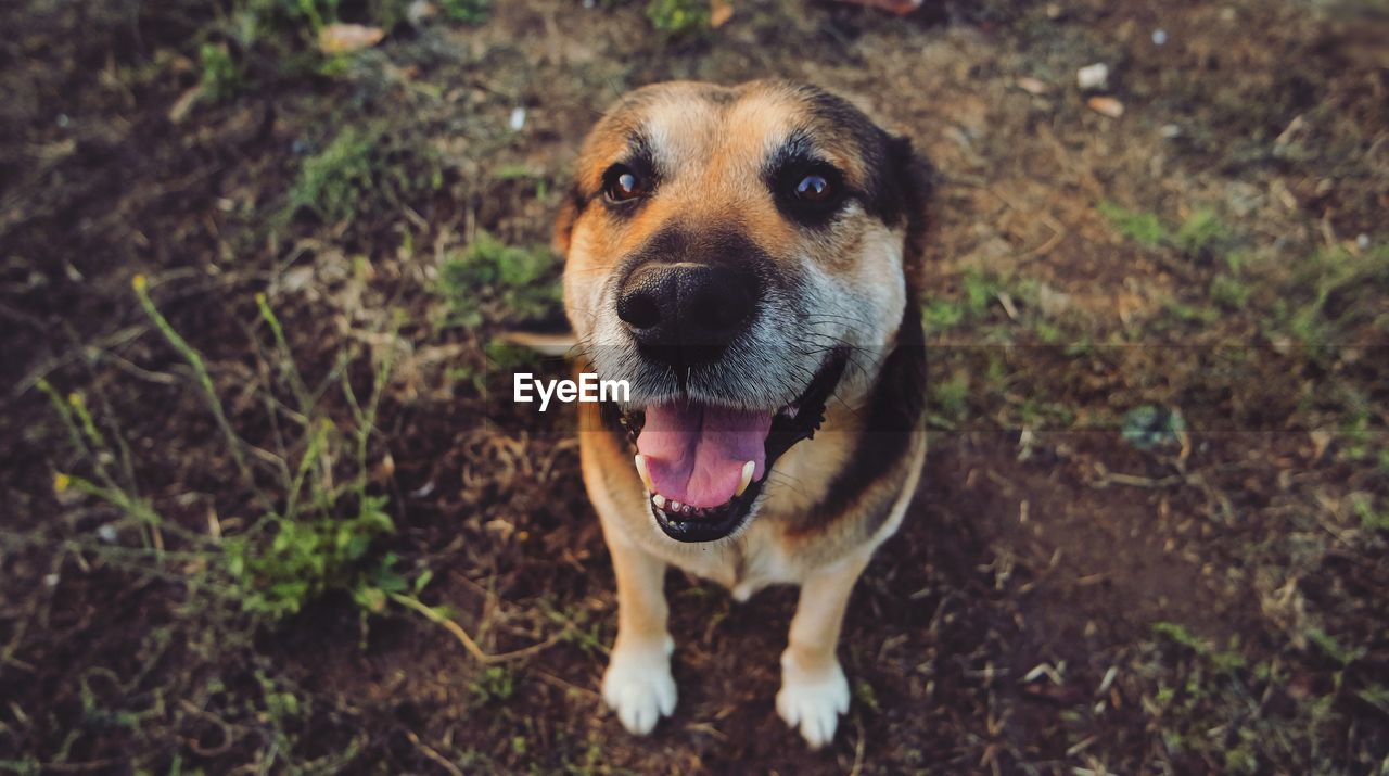 Close-up portrait of dog