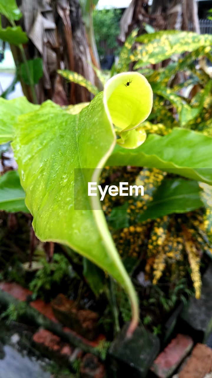 CLOSE-UP OF WATER DROP ON PLANT