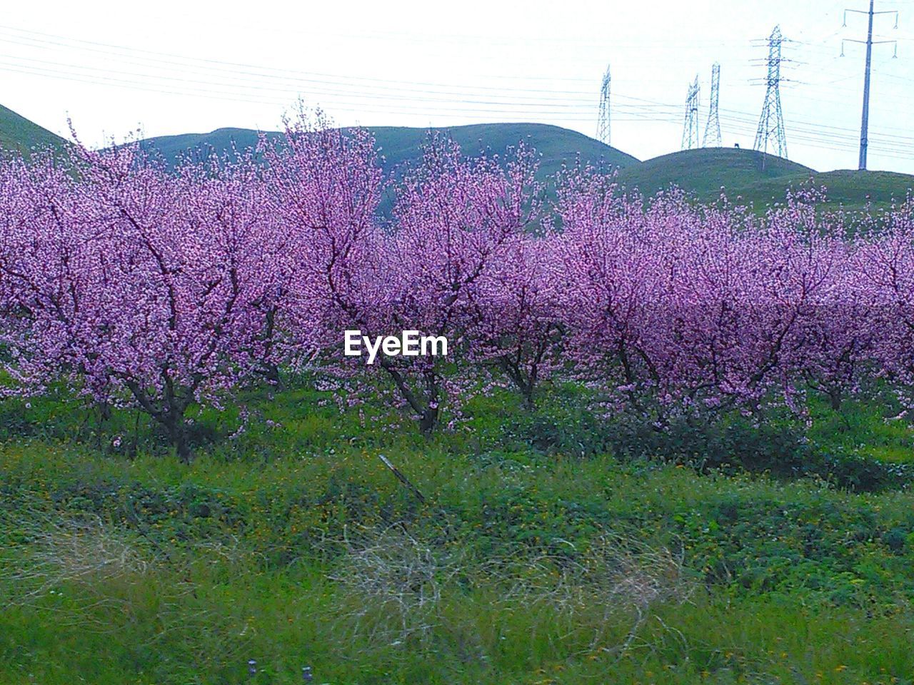 FLOWERS BLOOMING ON FIELD