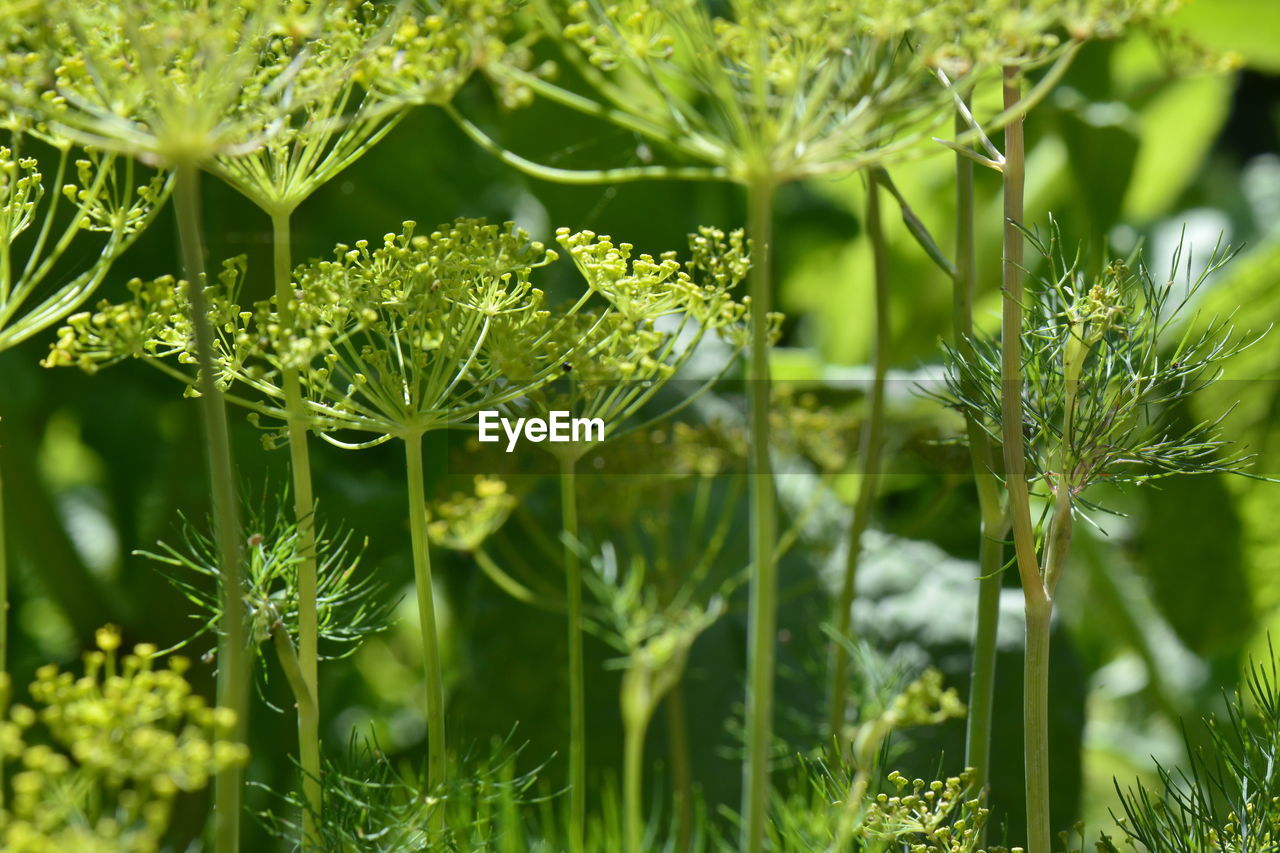 CLOSE-UP OF FRESH GREEN PLANTS IN FIELD