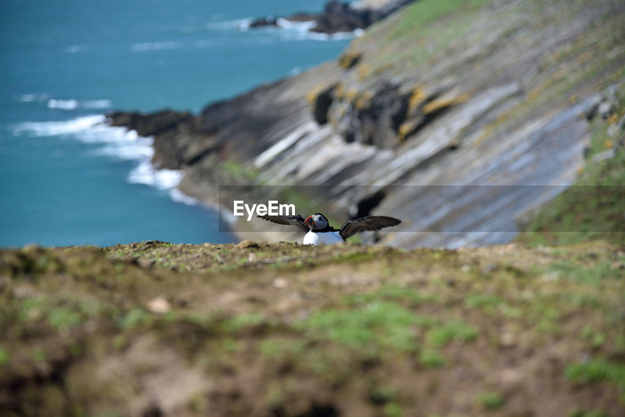 High angle view of bird on beach