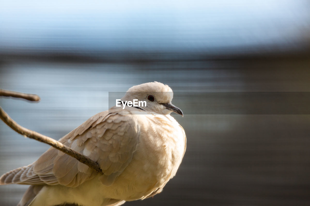 CLOSE-UP OF BIRD PERCHING ON WOODEN POST