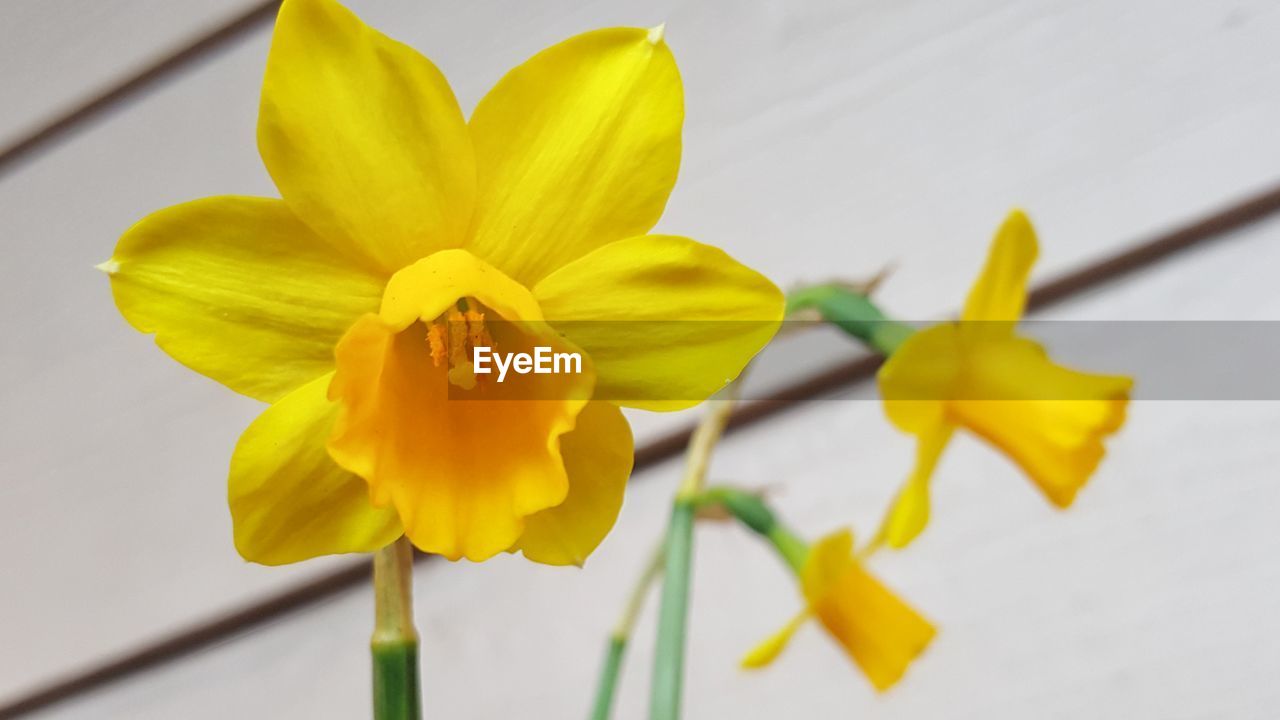 CLOSE-UP OF YELLOW DAFFODIL FLOWER