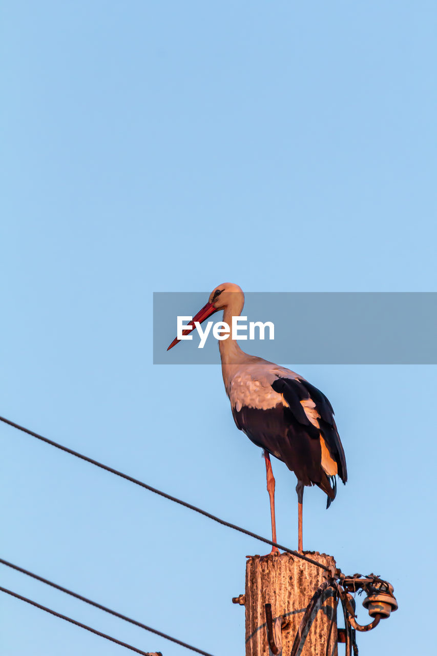 White stork. ciconia ciconia. ciconiiformes