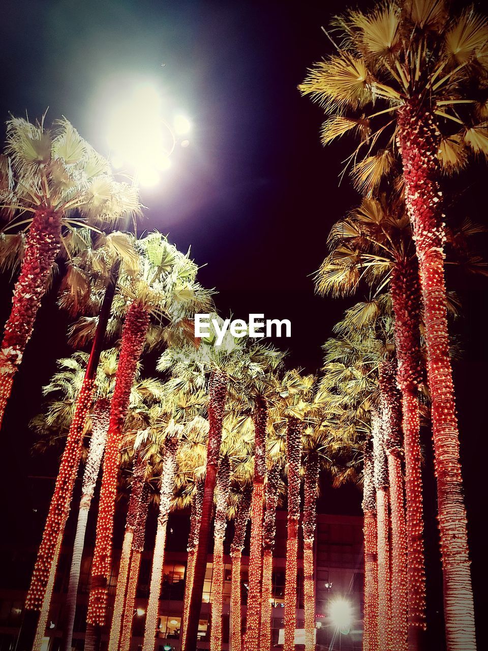 LOW ANGLE VIEW OF PALM TREES AT NIGHT