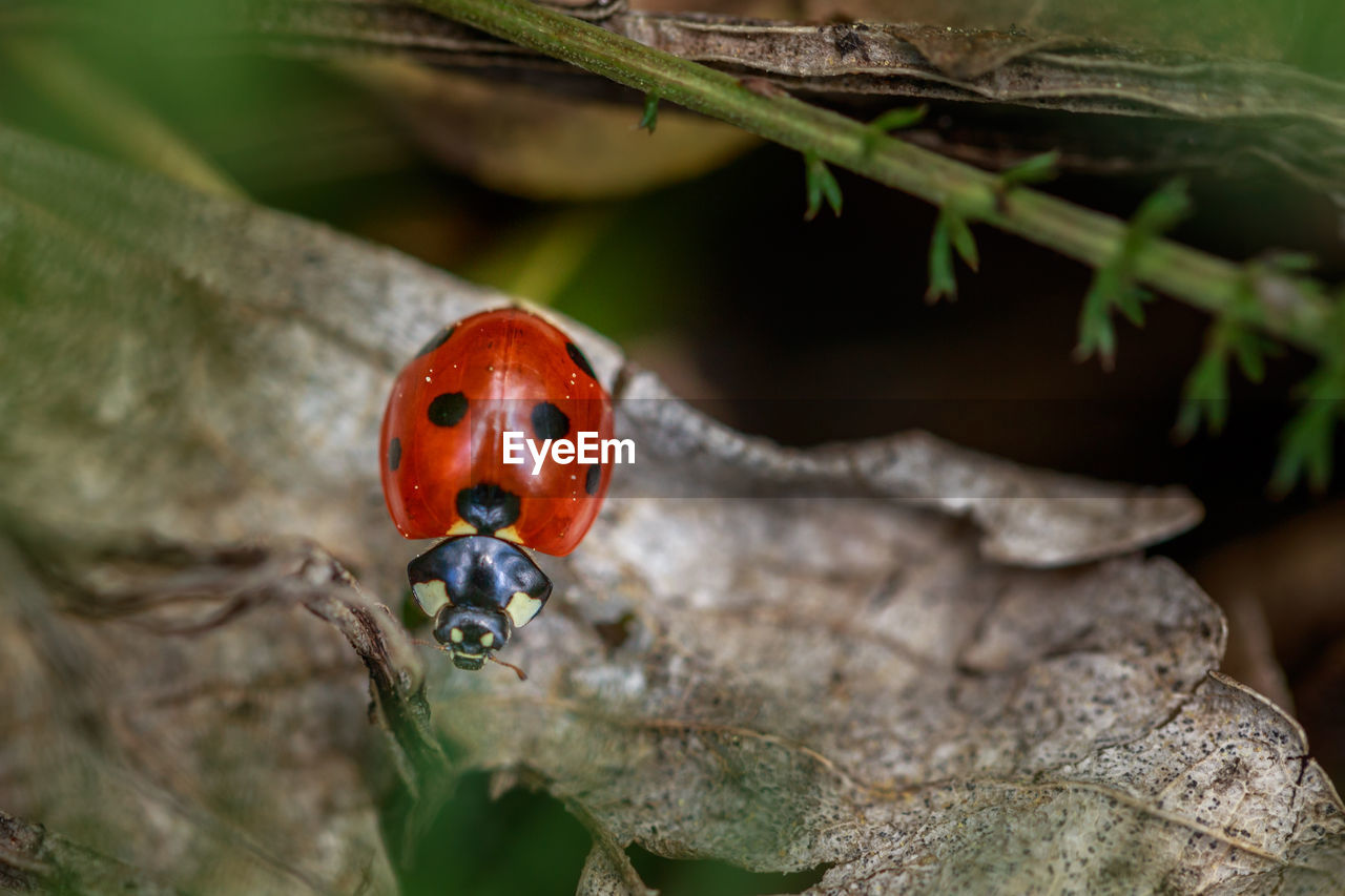 Close-up of ladybug on leaf