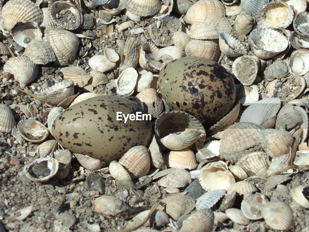 High angle view of eggs with seashells on field