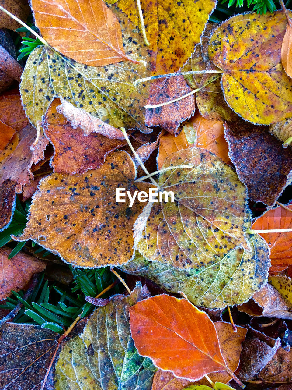 CLOSE-UP OF AUTUMN LEAF