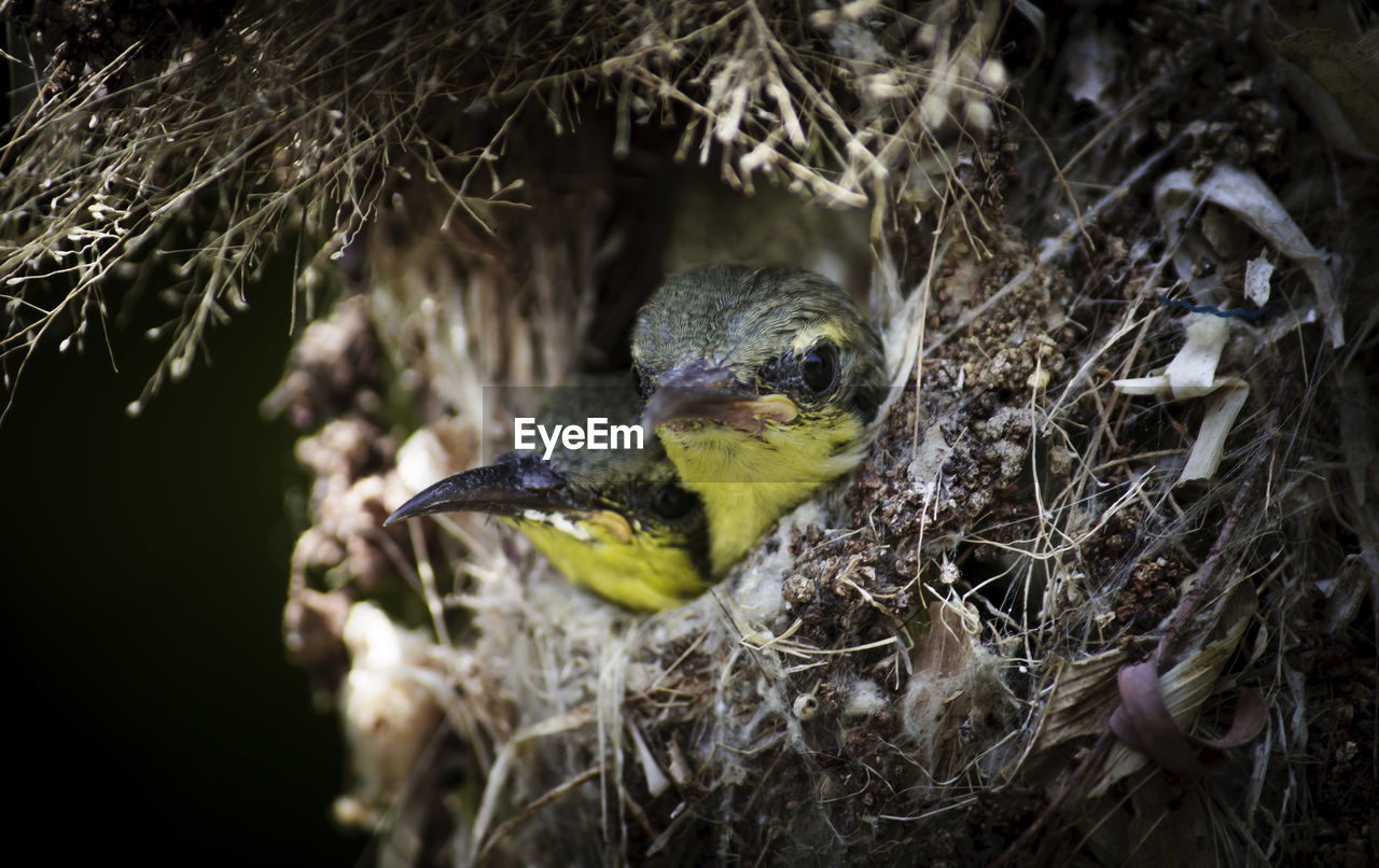 Close-up of bird in nest