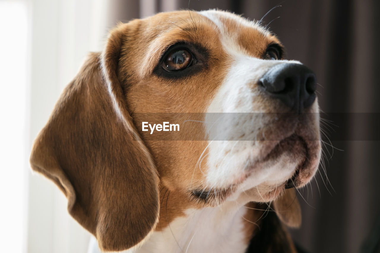 Close-up portrait of a dog of breed beagle, expressive look. muzzle close-up. hanging ears.