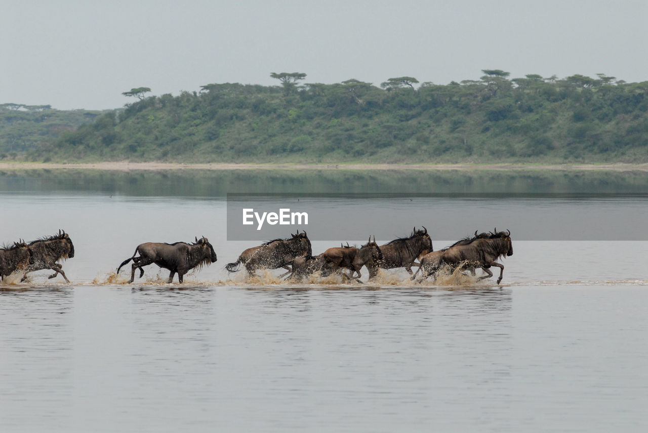 Wildebeest running in river