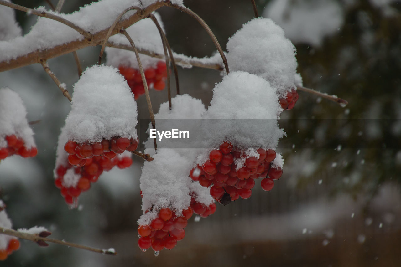 Close-up of frozen tree, red berries with snow hood