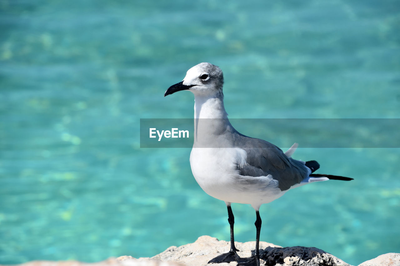 bird, animal themes, animal wildlife, animal, wildlife, water, one animal, beak, nature, rock, no people, full length, sea, gull, focus on foreground, perching, day, seabird, outdoors, seagull, beauty in nature, sunlight, side view, standing