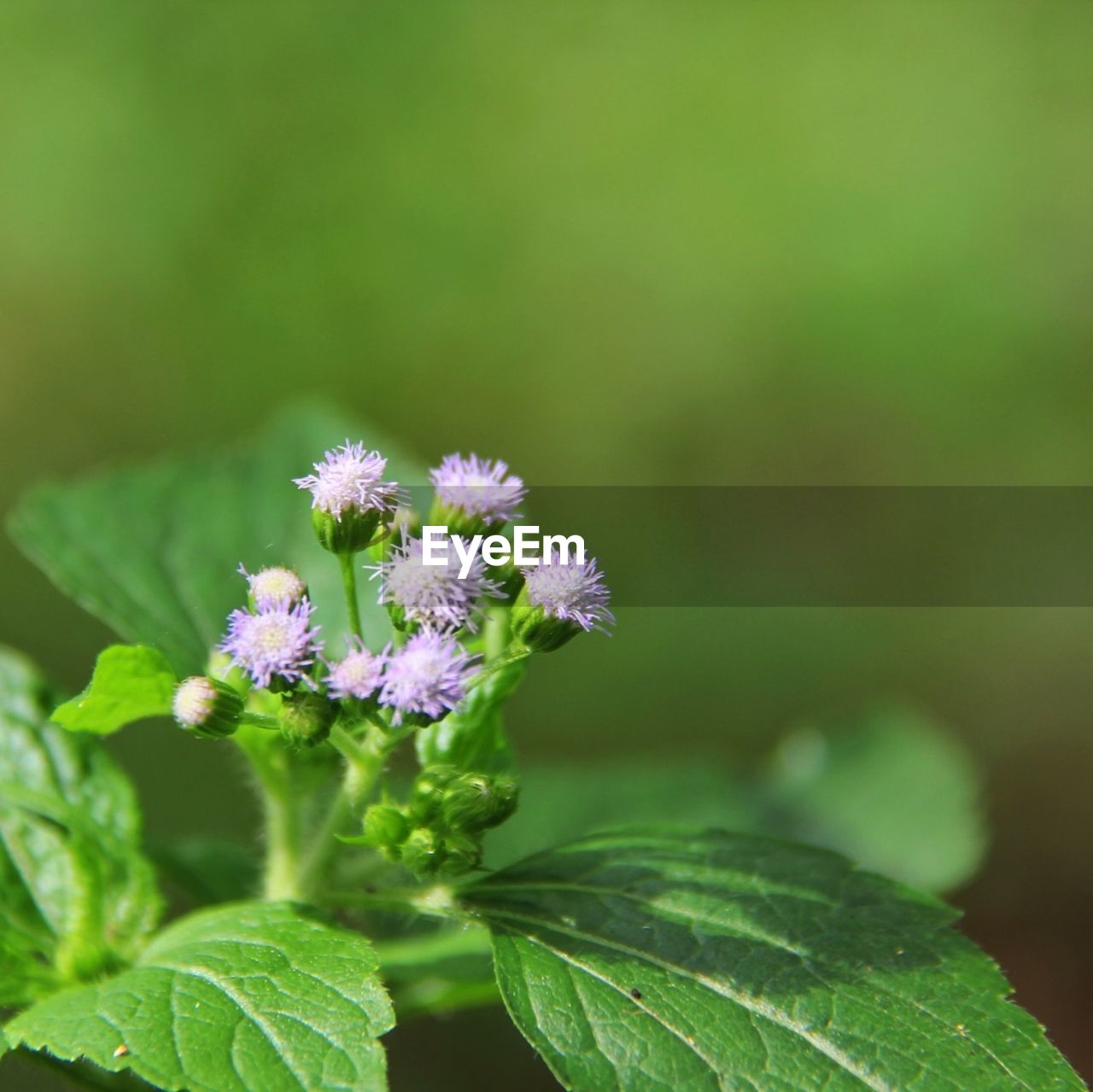 Close-up of purple flower plant