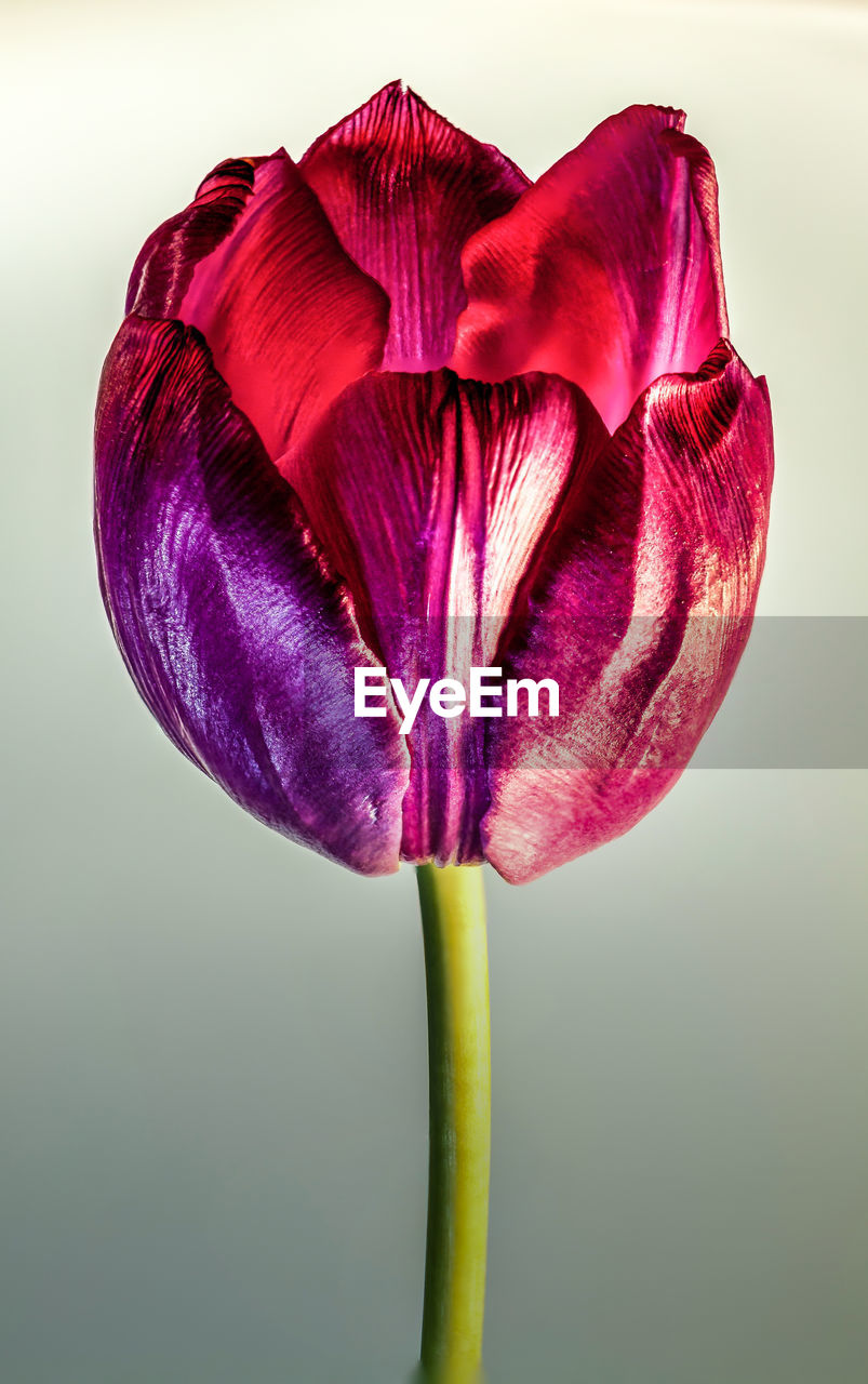 Close-up of flower over white background