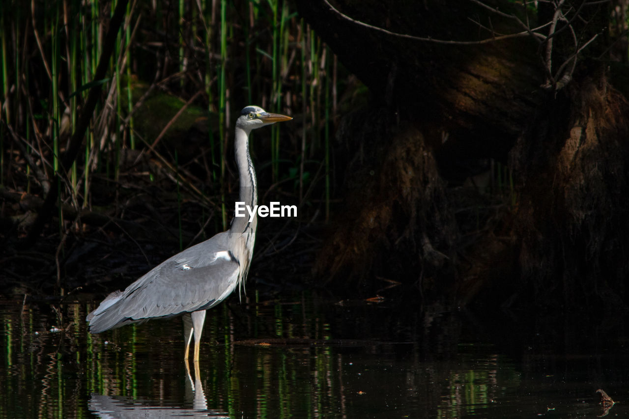 VIEW OF BIRD IN LAKE