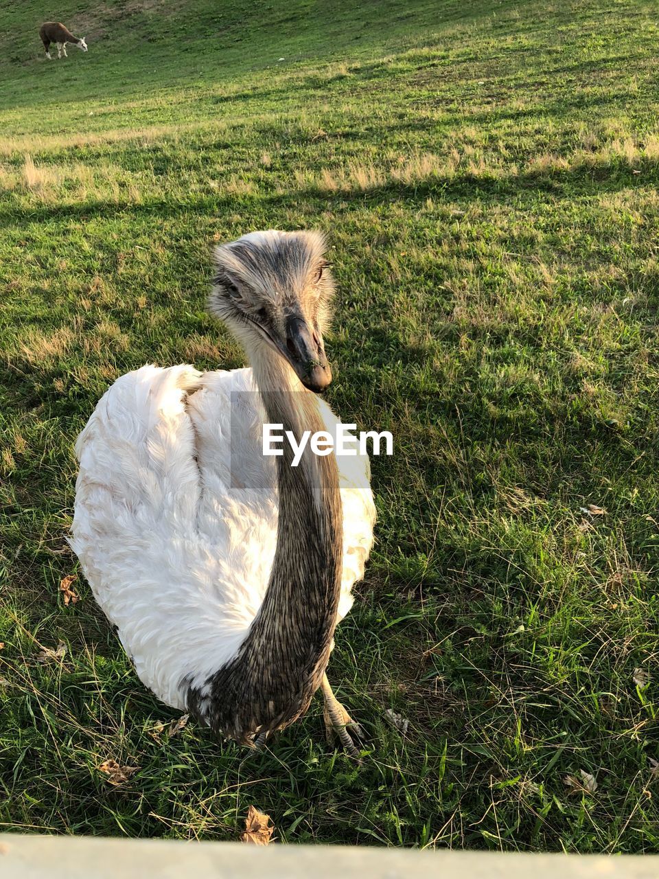 HIGH ANGLE VIEW OF A BIRD ON FIELD