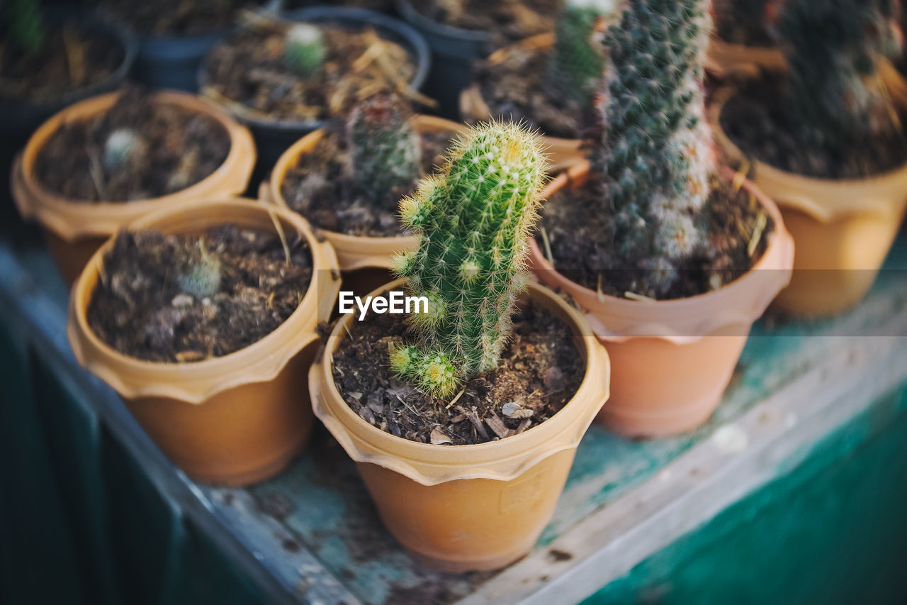 HIGH ANGLE VIEW OF POTTED PLANT ON TABLE