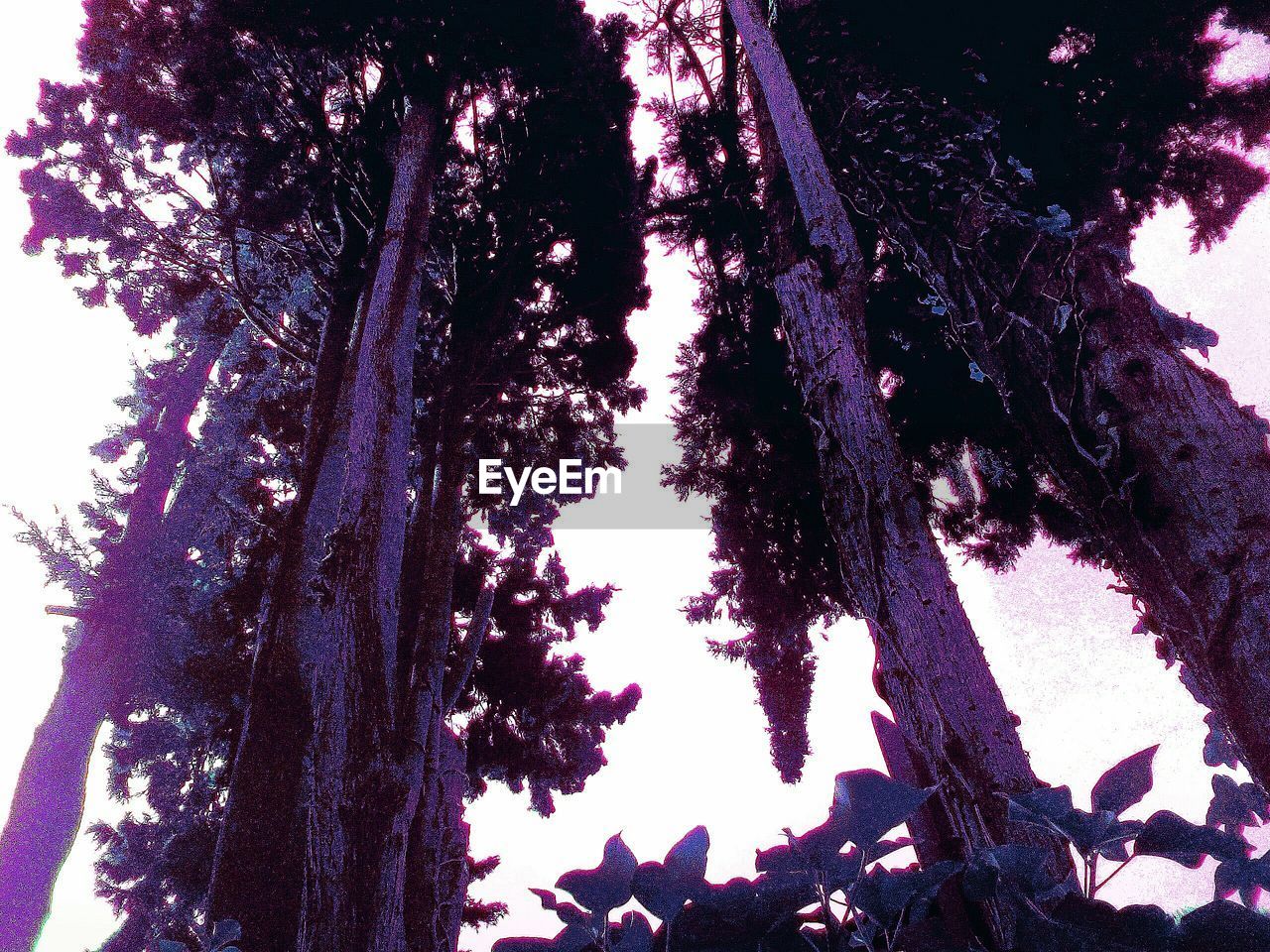 LOW ANGLE VIEW OF FLOWER TREES AGAINST SKY