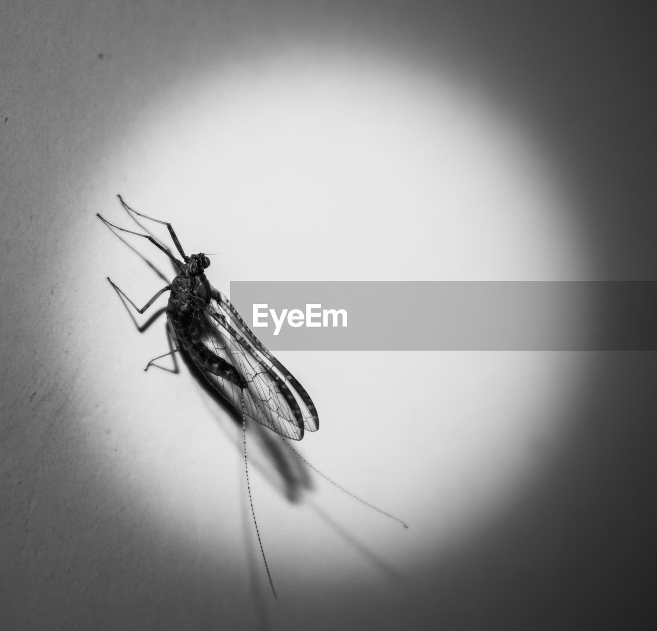 CLOSE-UP OF INSECT ON WHITE