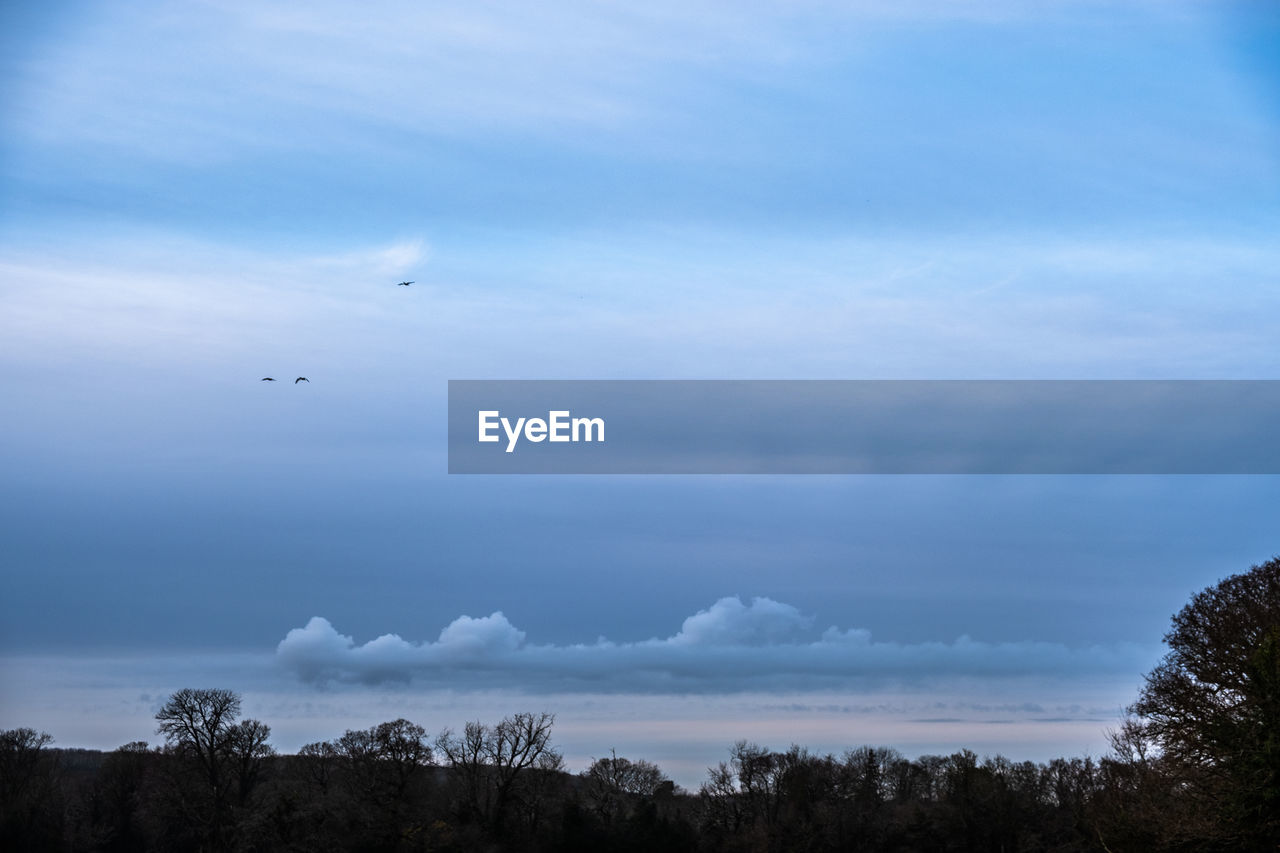 LOW ANGLE VIEW OF BIRDS FLYING OVER TREES