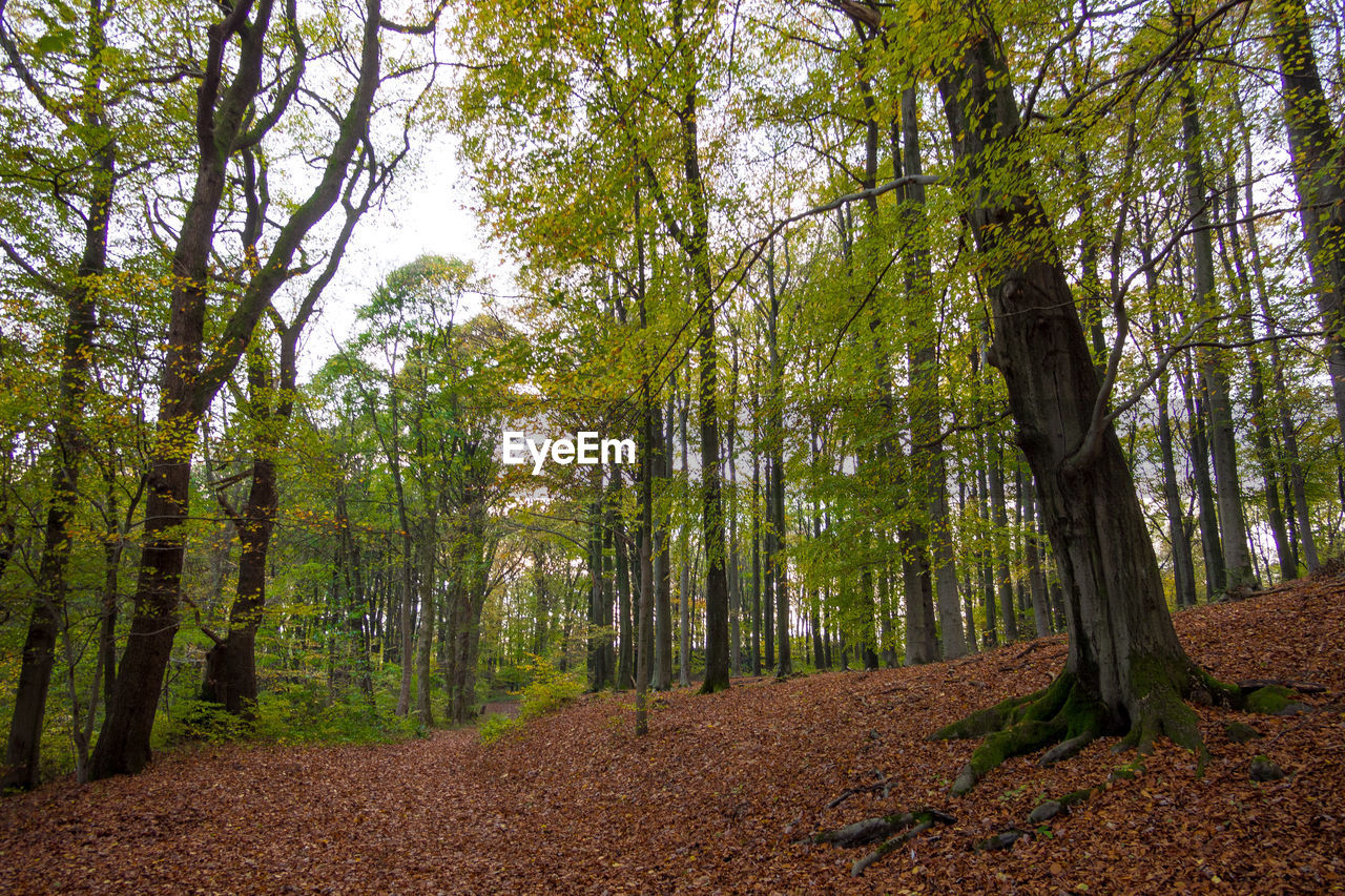 Trees in forest