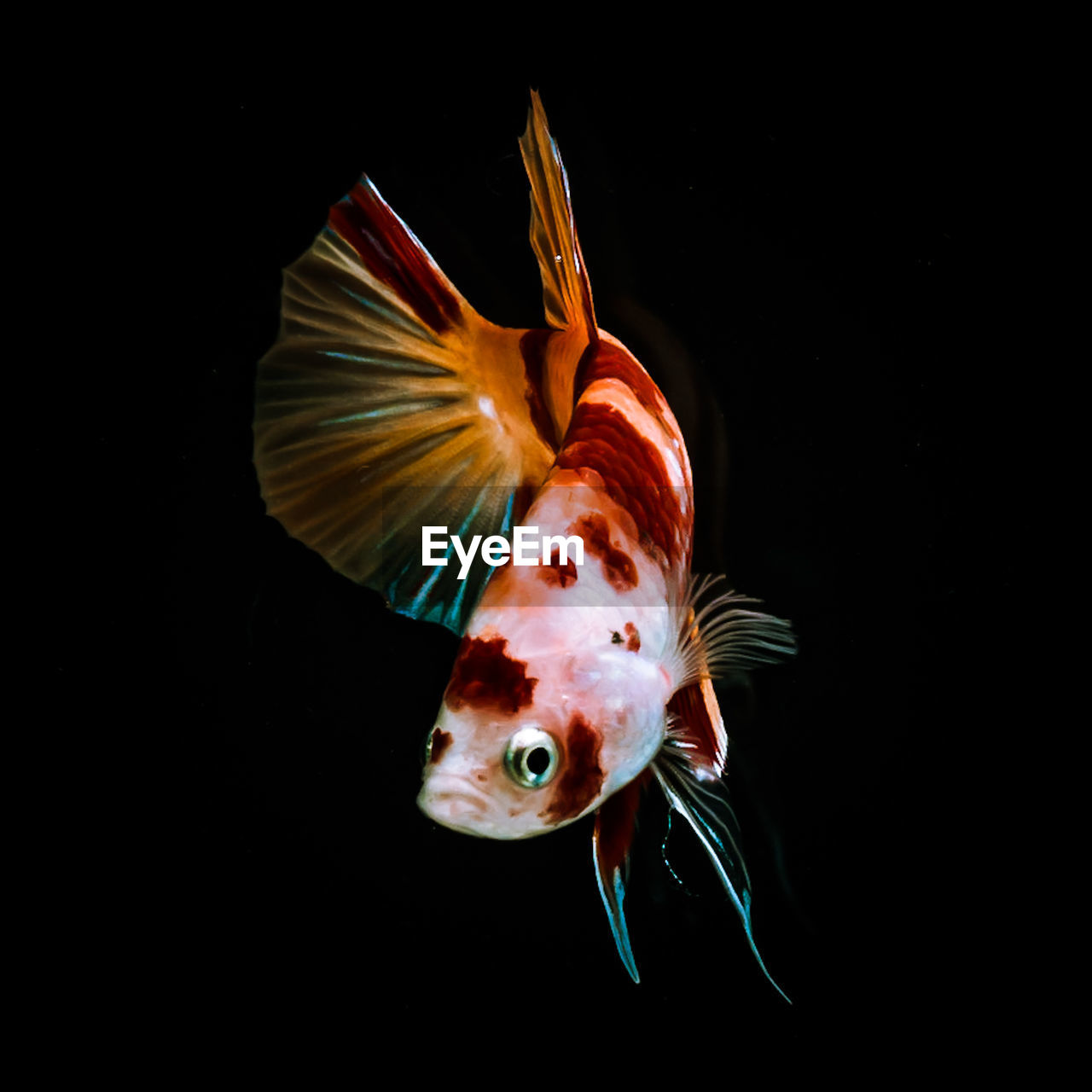 CLOSE-UP OF FISH SWIMMING UNDERWATER