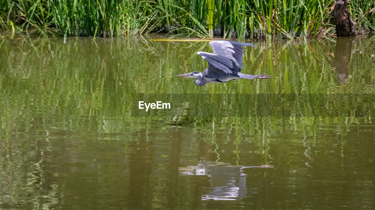 VIEW OF BIRD FLYING OVER LAKE