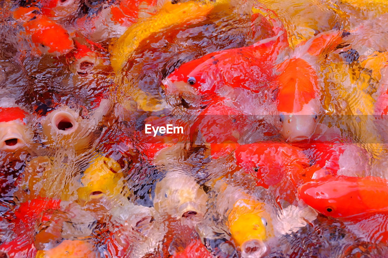 Close-up high angle view of koi carps swimming in pond