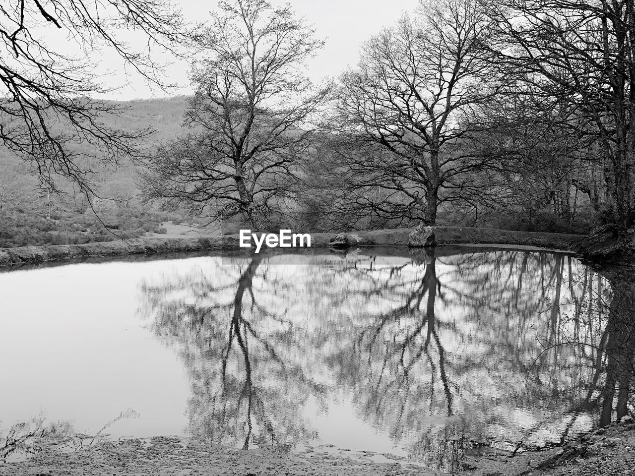 BARE TREES BY LAKE DURING WINTER