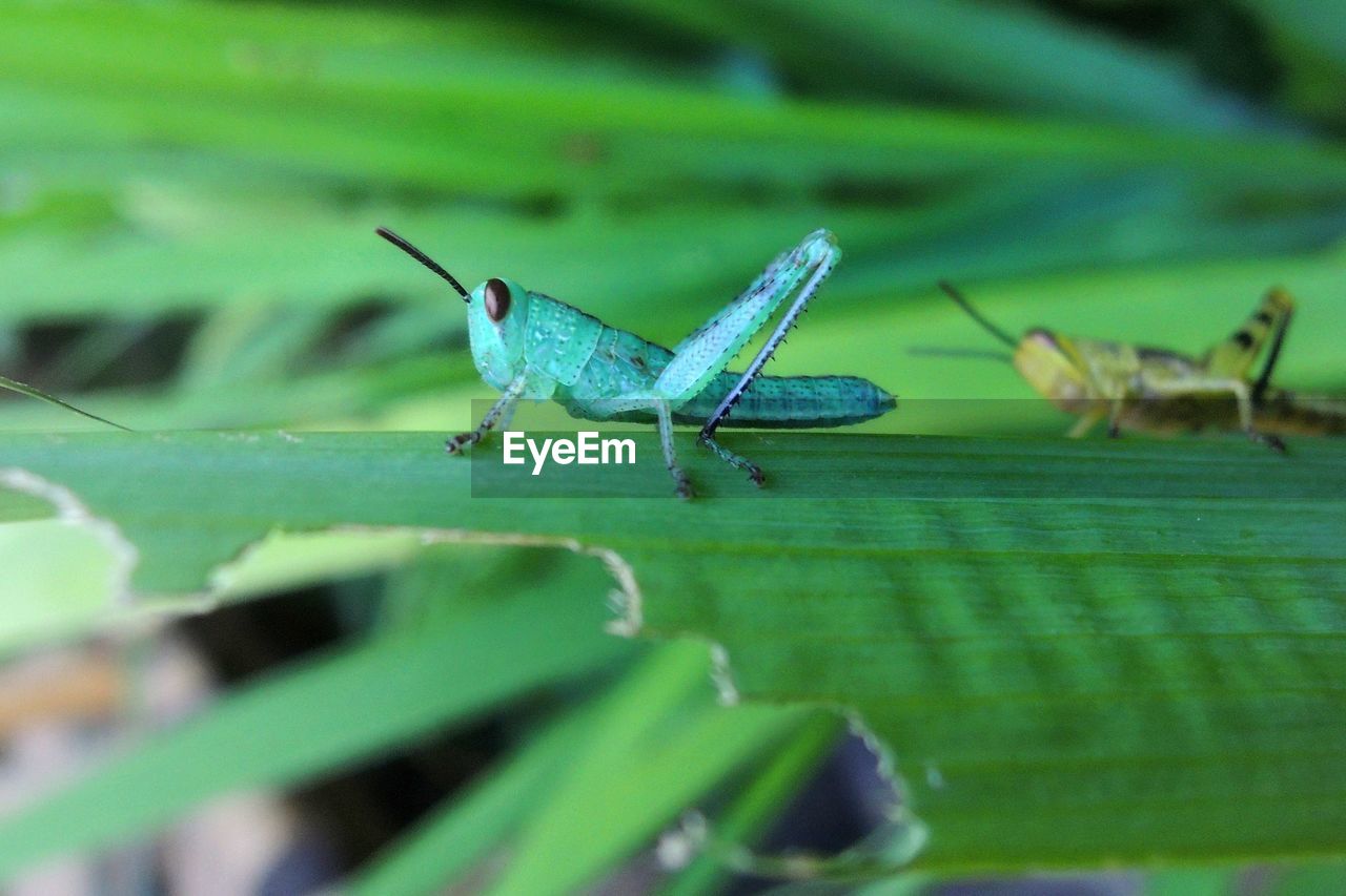 Close-up of an animal