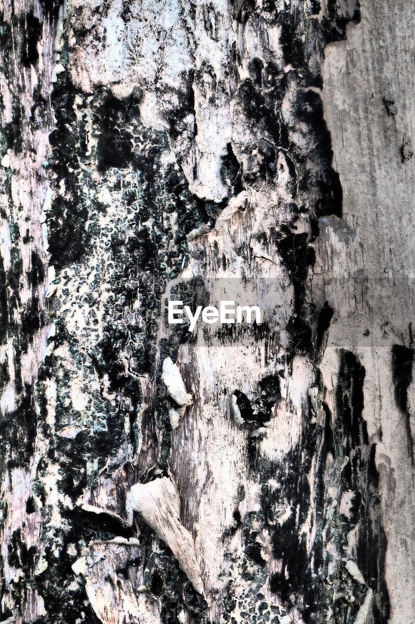 FULL FRAME SHOT OF TREE TRUNK WITH BARK