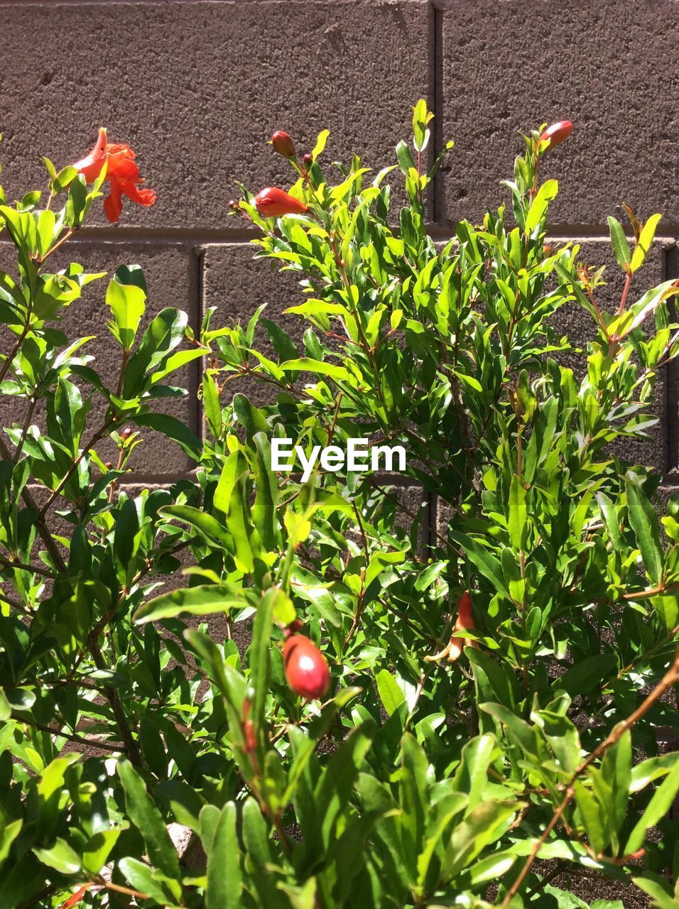 PLANTS GROWING ON A TREE