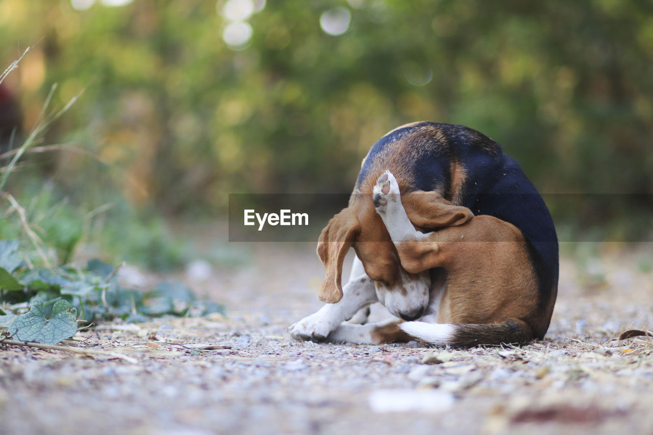 VIEW OF DOG RELAXING ON LAND