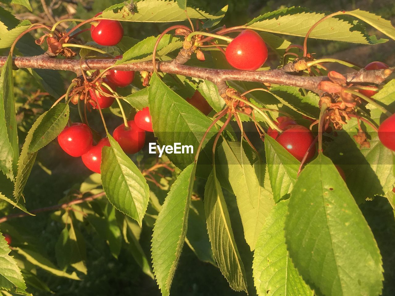 CLOSE-UP OF RED BERRIES GROWING ON PLANT