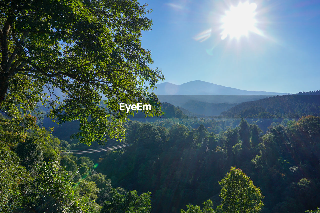 tree, plant, nature, mountain, scenics - nature, environment, sky, beauty in nature, forest, sunlight, sun, landscape, land, sunbeam, tranquility, mountain range, lens flare, wilderness, no people, outdoors, tranquil scene, non-urban scene, travel, green, blue, pine tree, day, morning, leaf, summer, coniferous tree, pinaceae, sunny, cloud, growth, autumn, travel destinations, idyllic, woodland, lush foliage, foliage