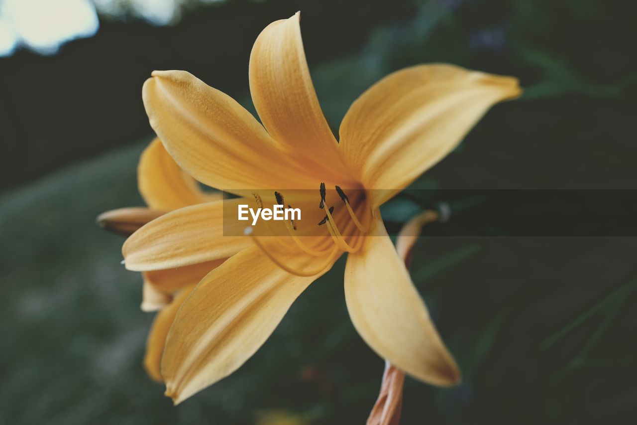 Yellow lilies blooming outdoors