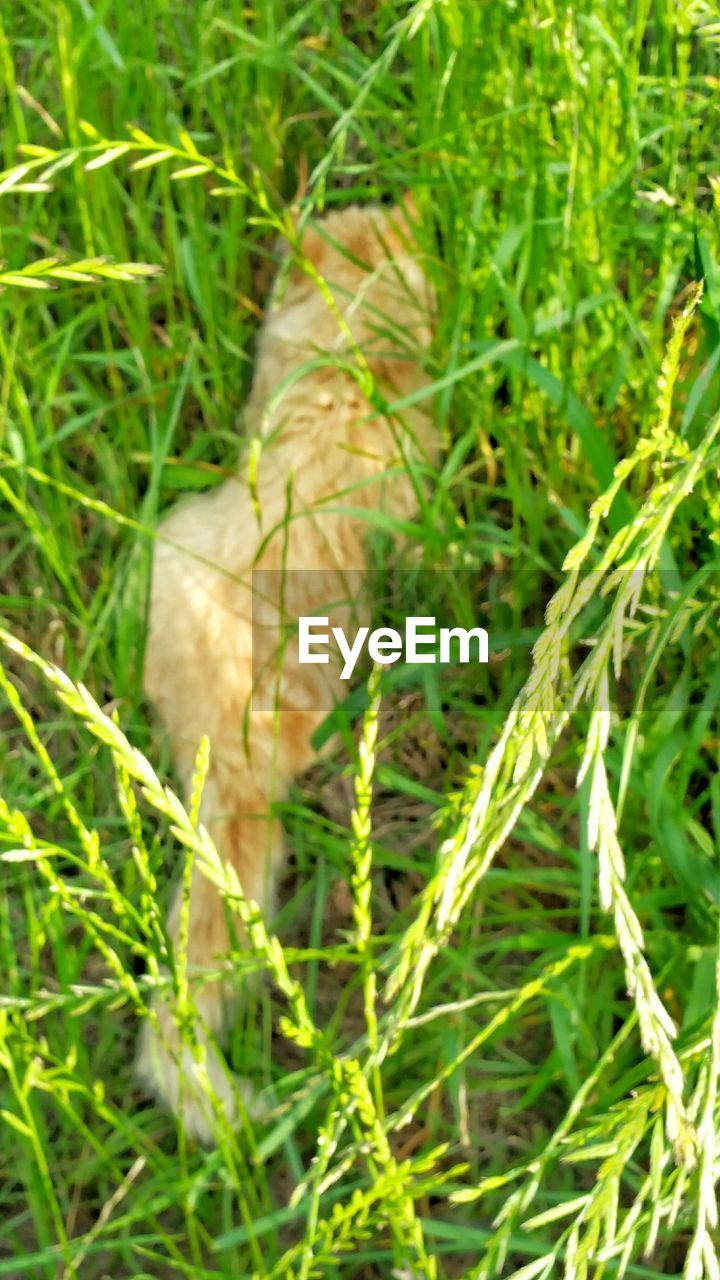 PLANTS ON GRASSY FIELD