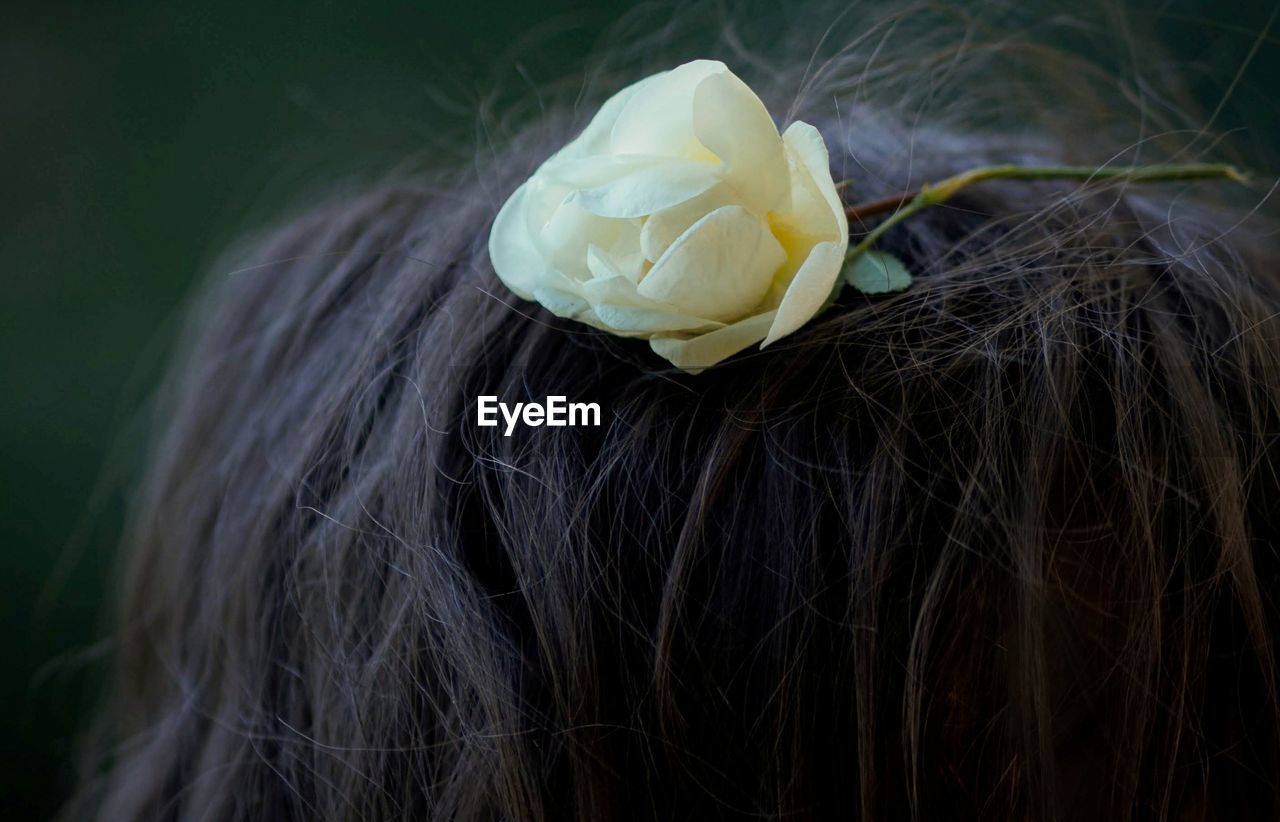 Close-up of white rose on woman hair