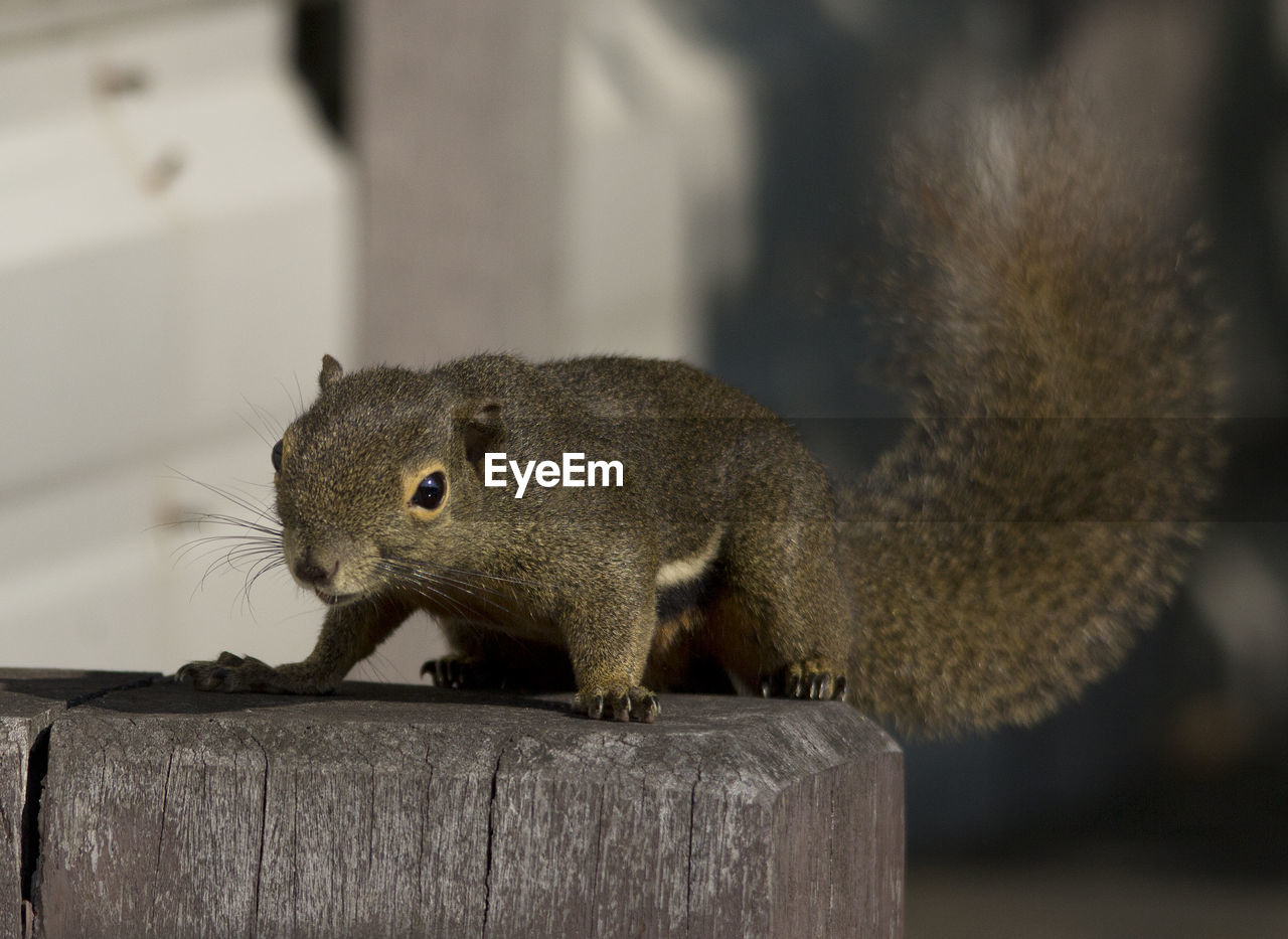 Close-up of squirrel on wood