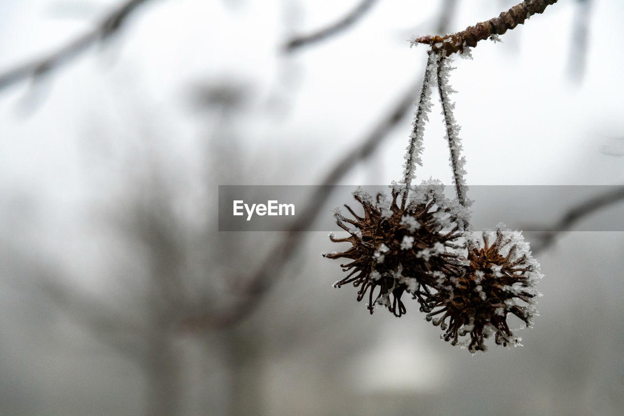 Close-up of frozen plant